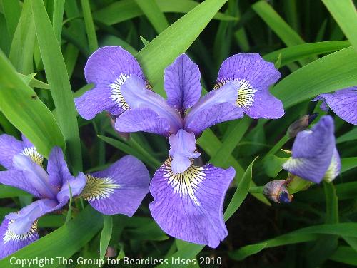 Mainstream Spring (Sibcolor) 2